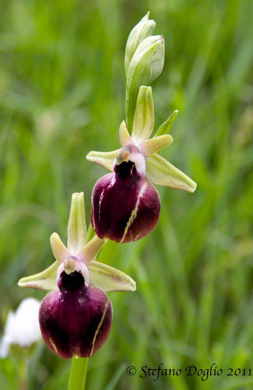 Ophrys helenae